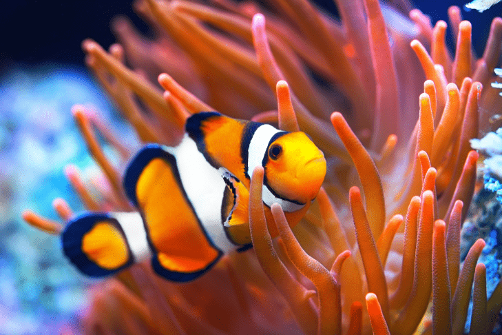 Um peixe-palhaço nada através de coloridos corais laranja.