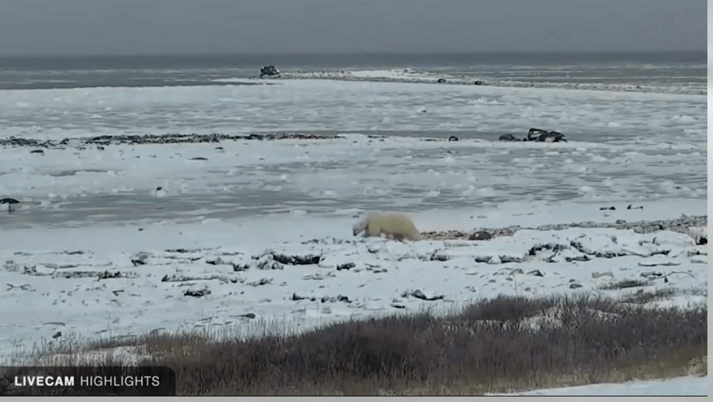Polar bears at Wapusk National Park