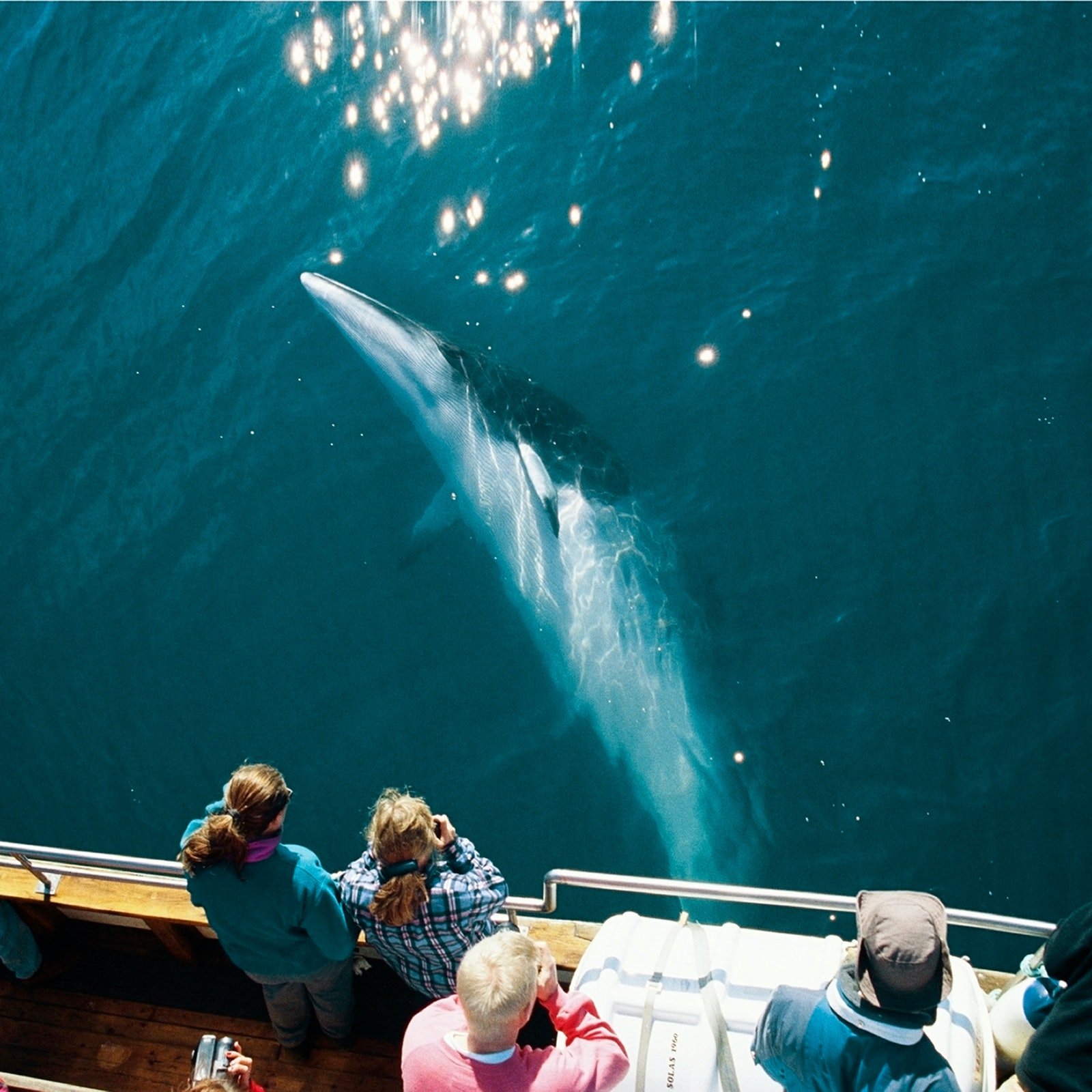 Silent whale watching is one of the best examples of responsible tourism and ethical wildlife tourism.