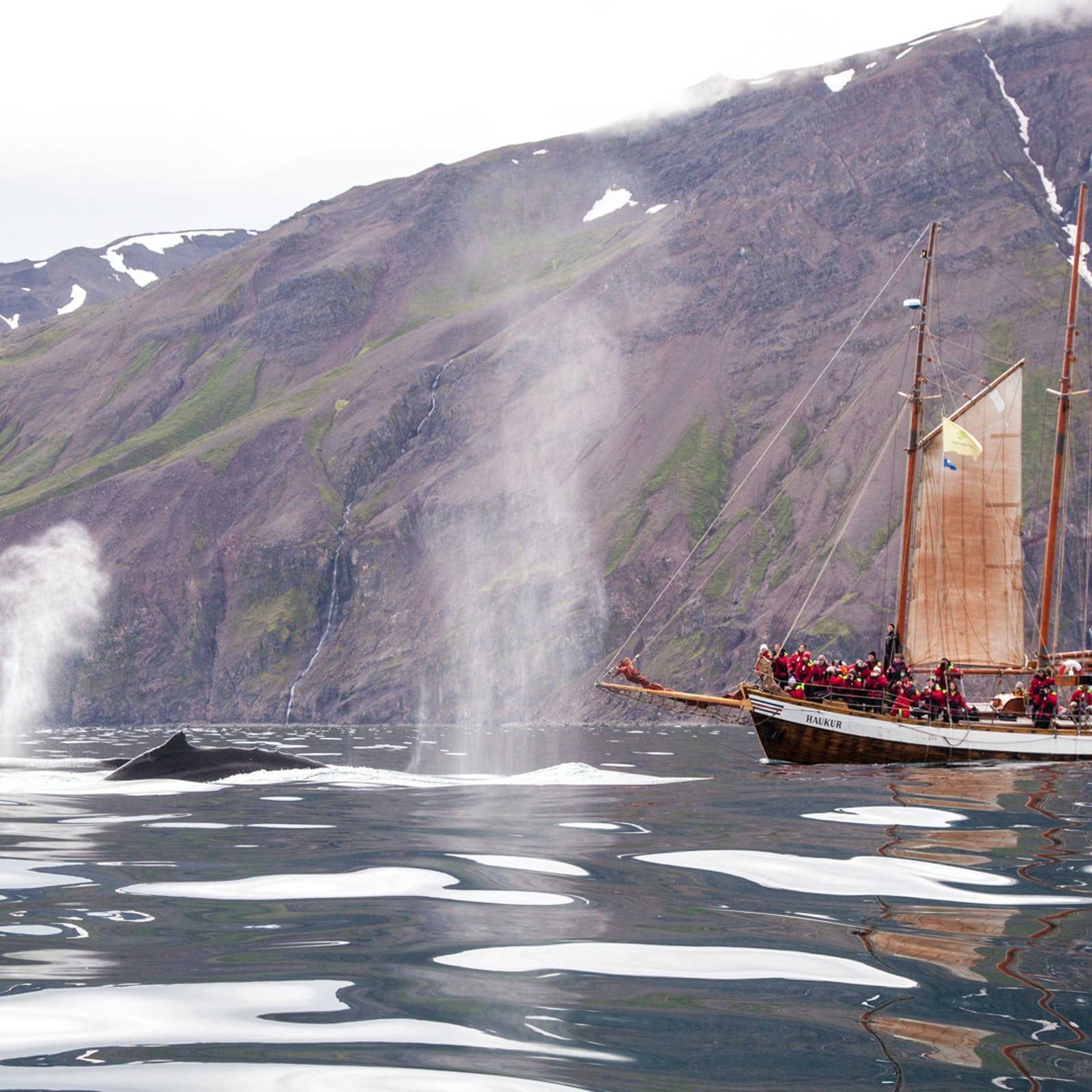 Iceland's whales draw huge visitor numbers, making responsible tourism imperative.