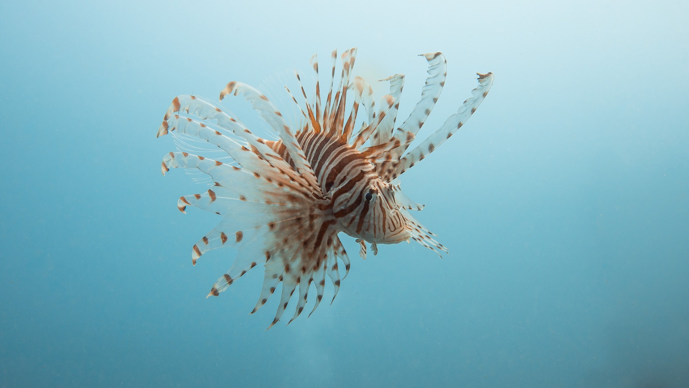 A lion fish – the most responsible of all fish.