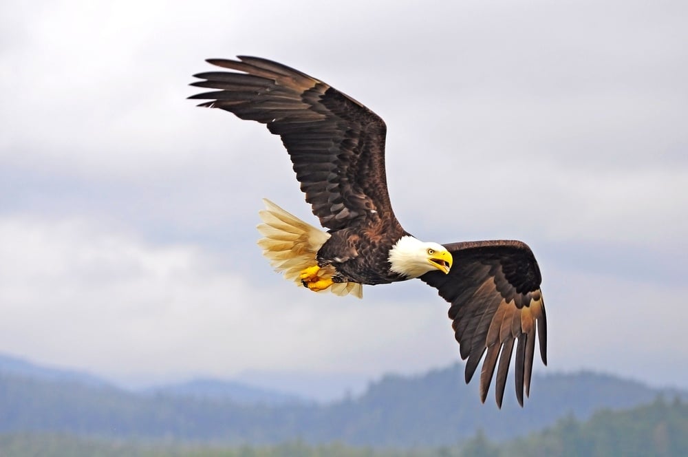 Image of a majestic bald eagle.