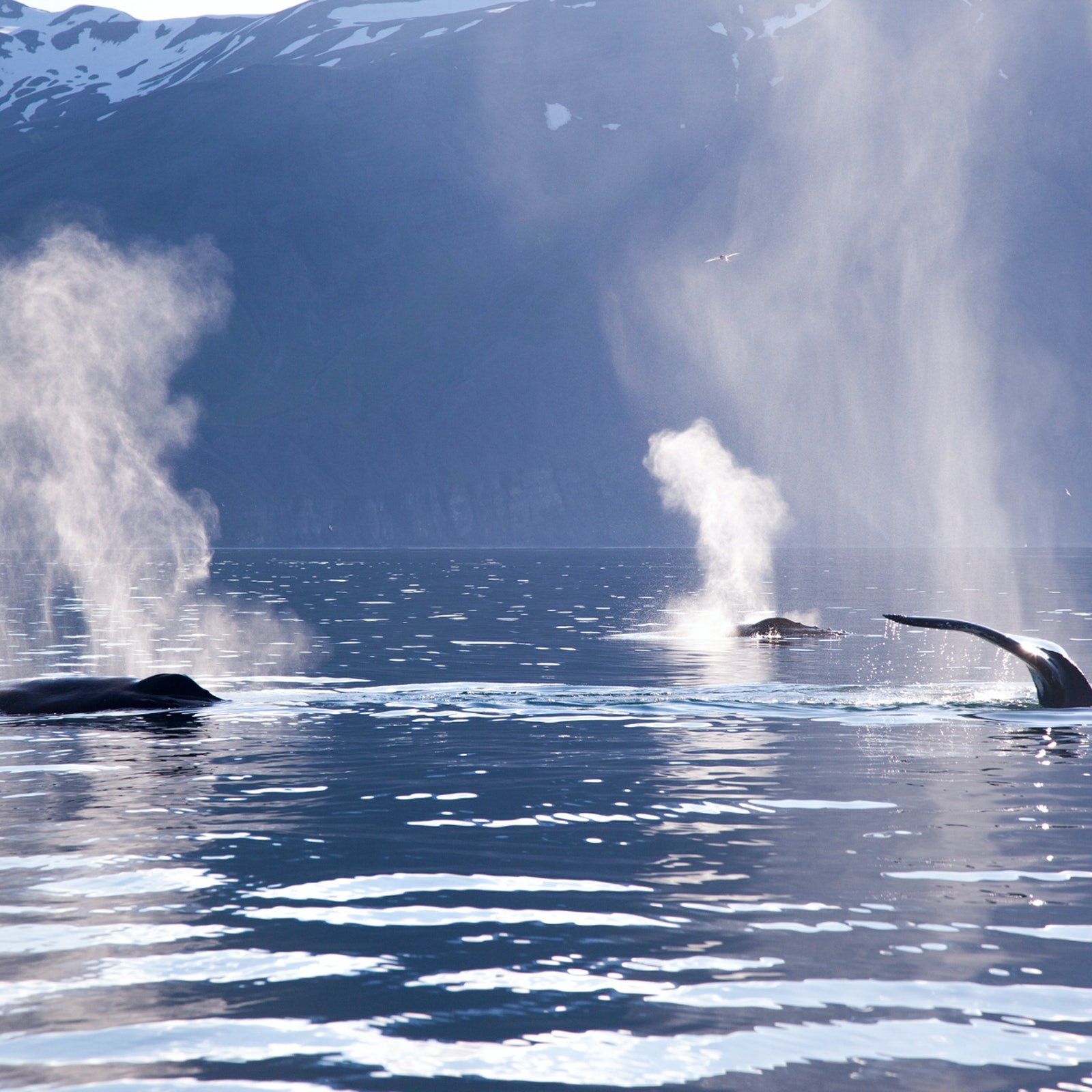 Whales in Iceland benefit from responsible non-invasive tours.