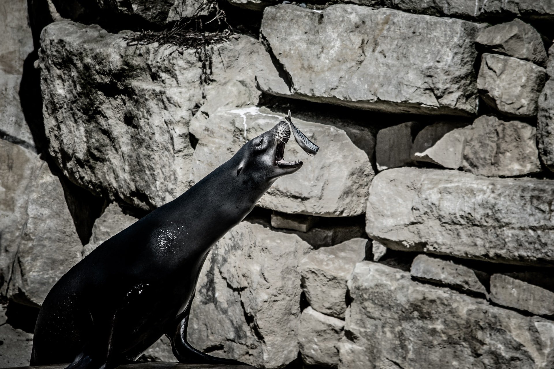 A seal catching a fish at Dublin Zoo