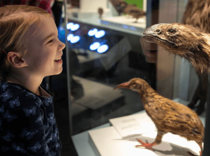 A flightless birds exhibit inside Te Papa