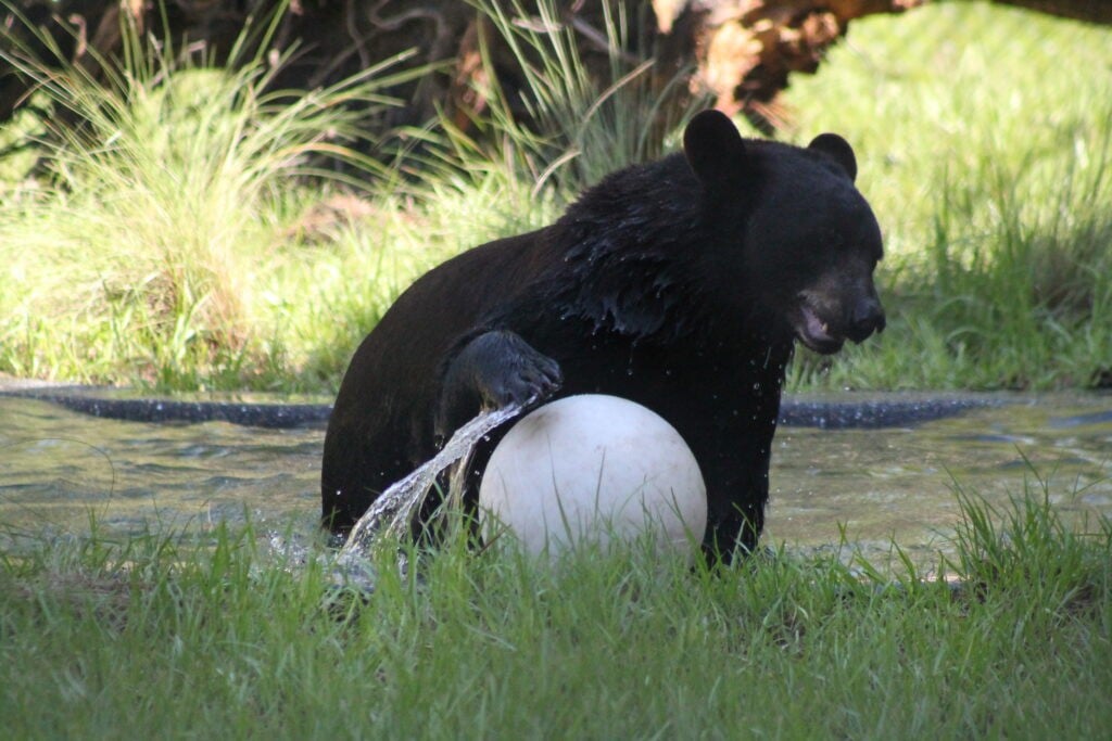 A bear playing with a ball in a zoo in Orlando