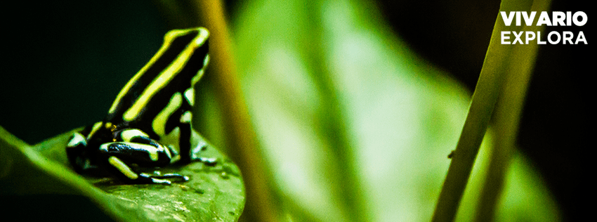 A poisonous frog at Parque Explora