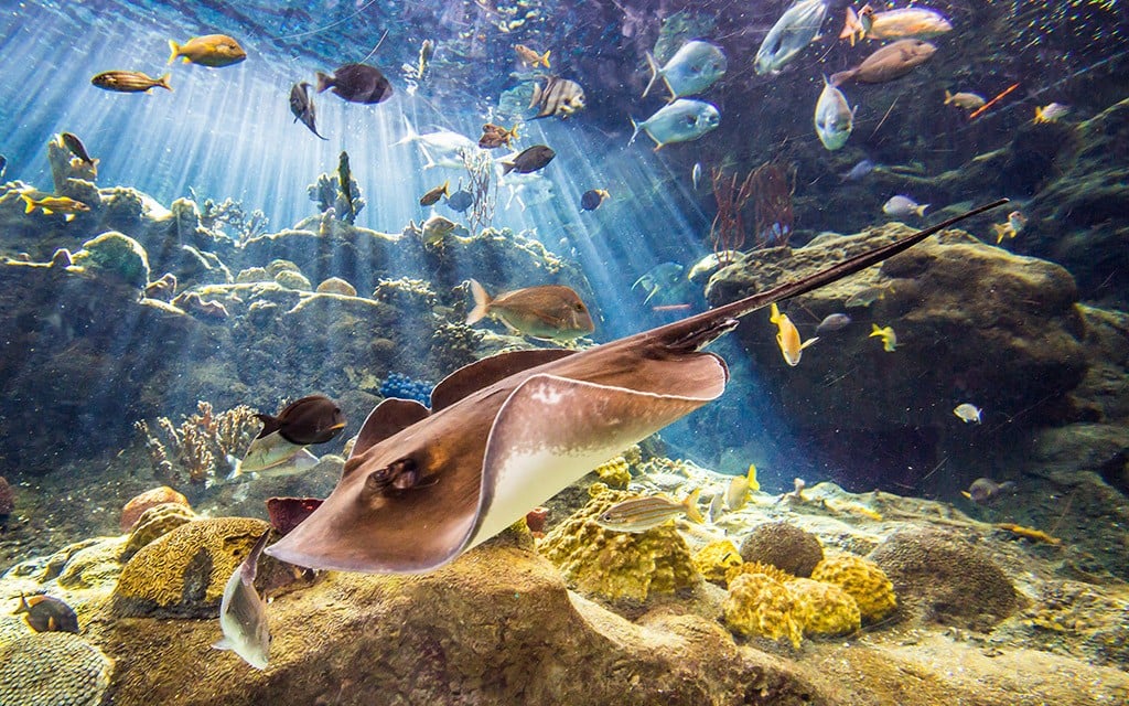 The view inside the main tank at Florida Aquarium, always a fun thing to do in Tampa