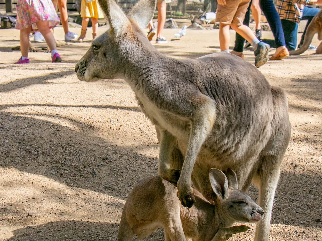A baby kangaroo and his mom 
