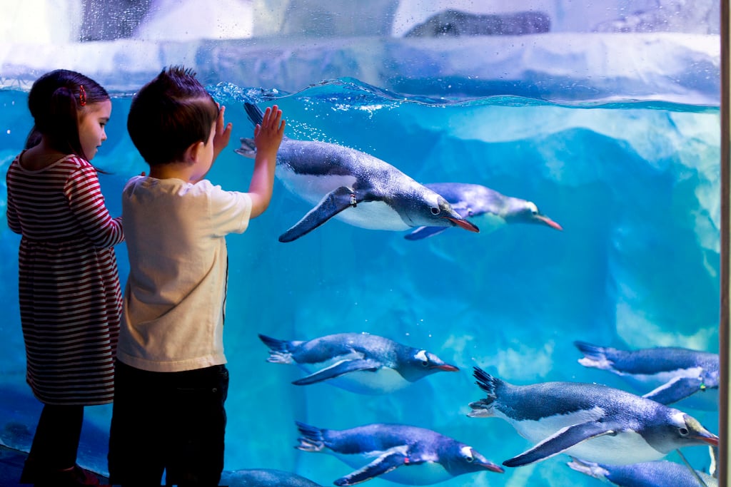 2 kids observing the penguins swimming through a glass layer