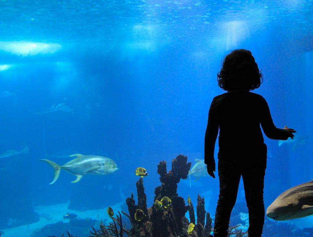 Bring your kids to Lisbon Zoo and Lisbon Oceanarium to have a great time. 