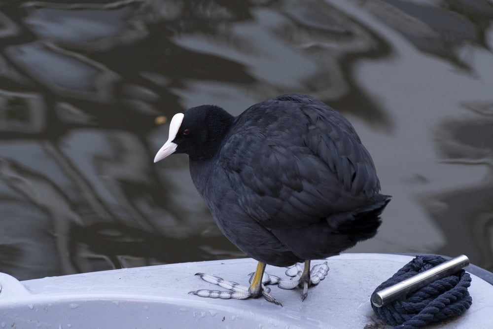 A coot bird sitting on the boat Amsterdam's canals.
