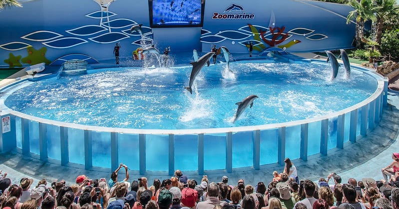 Dolphin show at the Zoomarine Algarve.