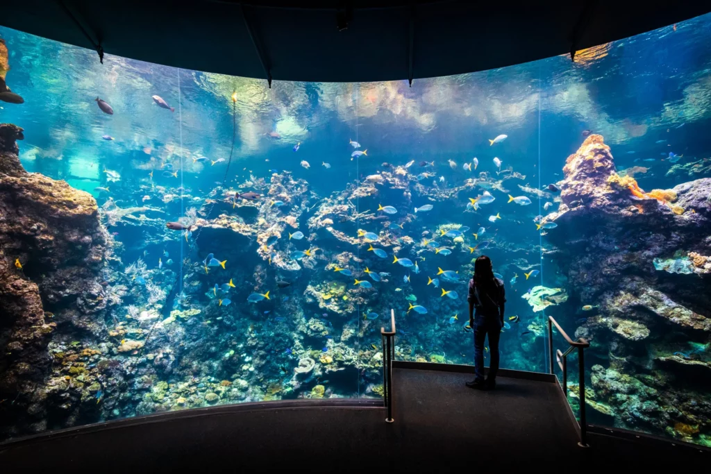 A visitor admiring different sea animals in the Steinhart Aquarium.