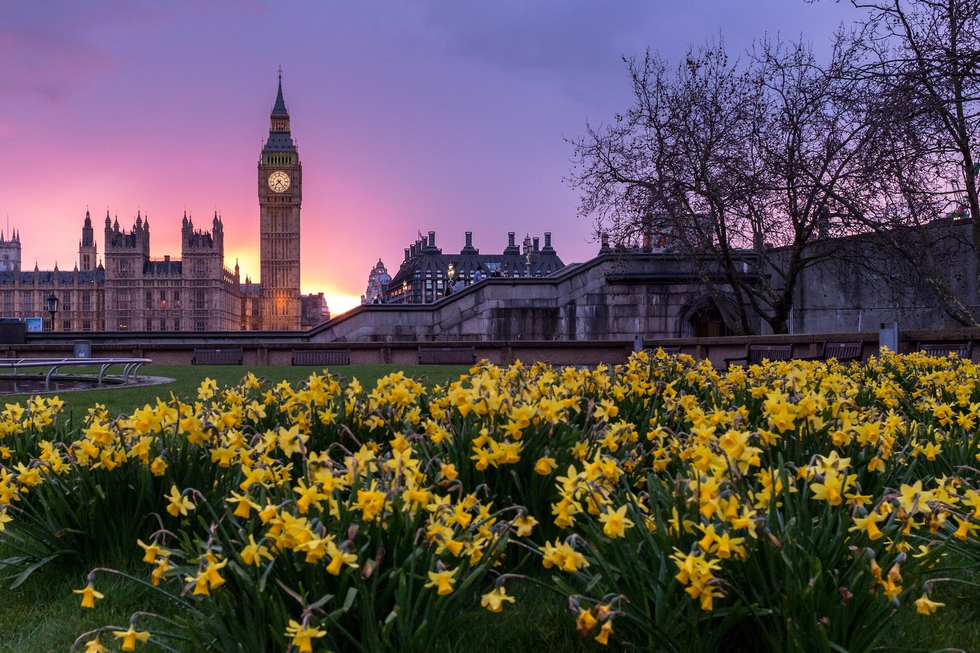Daffodils bloom in front of Big Ben